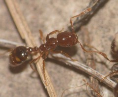 Solenopsis