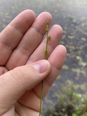 Carex atlantica