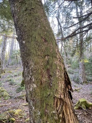 Hypnum cupressiforme filiforme