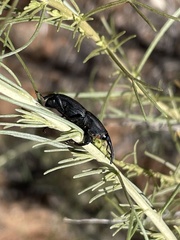 Scyphophorus yuccae