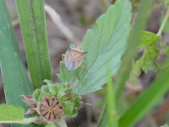 Diceraeus