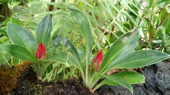 Stenorrhynchos glicensteinii