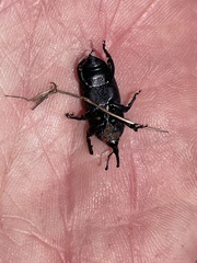 Scyphophorus yuccae