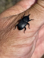 Scyphophorus yuccae