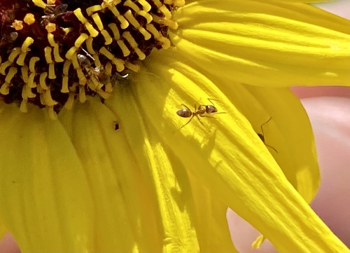 iNaturalist observation photo of Argentine Ant