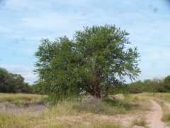 Vachellia caven