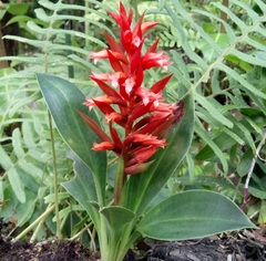 Stenorrhynchos glicensteinii