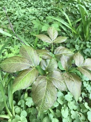Aralia nudicaulis