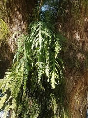 Phlebodium decumanum