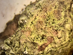 Chaenotheca chrysocephala