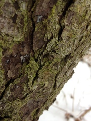 Chaenotheca chrysocephala