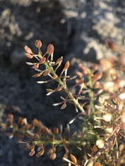 Lepidium ramosissimum