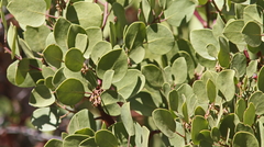 Arctostaphylos viscida