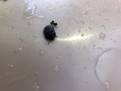 Pterohelaeus peltatus