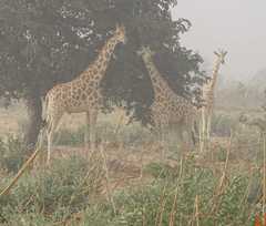 Giraffa camelopardalis peralta