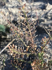 Lepidium ramosissimum