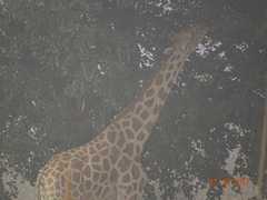 Giraffa camelopardalis peralta