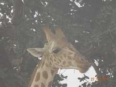 Giraffa camelopardalis peralta