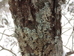 Hypotrachyna croceopustulata