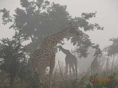 Giraffa camelopardalis peralta