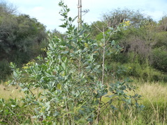 Nicotiana glauca
