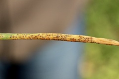 Puccinia liliacearum