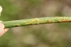 Puccinia liliacearum