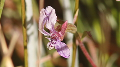Clarkia rhomboidea