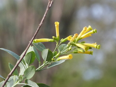 Nicotiana glauca