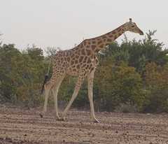 Giraffa camelopardalis peralta