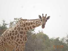Giraffa camelopardalis peralta