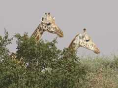 Giraffa camelopardalis peralta