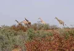 Giraffa camelopardalis peralta