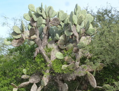 Opuntia quimilo