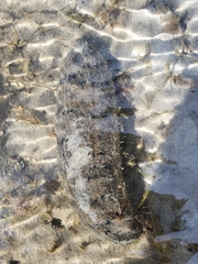Holothuria scabra
