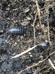Armadillidium vulgare