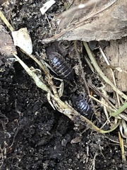 Armadillidium vulgare