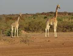 Giraffa camelopardalis peralta