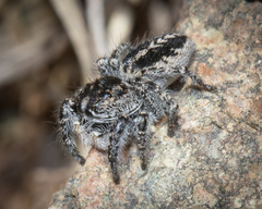 Pellenes peninsularis