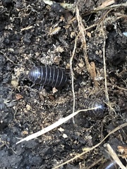 Armadillidium vulgare