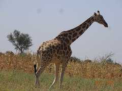 Giraffa camelopardalis peralta