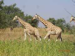 Giraffa camelopardalis peralta