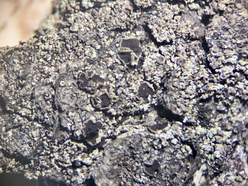 Rinodina excrescens image