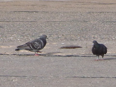 Columba livia domestica