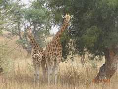Giraffa camelopardalis peralta