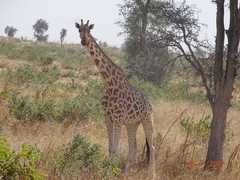 Giraffa camelopardalis peralta