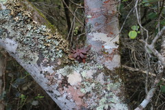 Crassula orbicularis