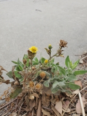 Heterotheca grandiflora