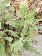 Heterotheca grandiflora