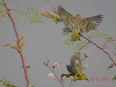 Zosterops senegalensis